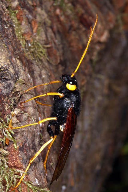 Urocerus gigas - Copyright Denis Bourgeois
